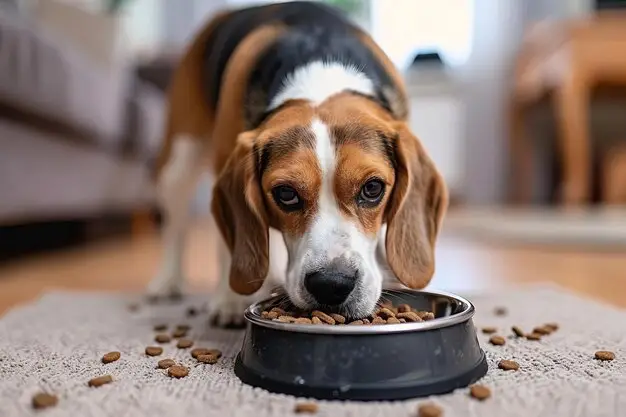 Best Dog Food for Beagles