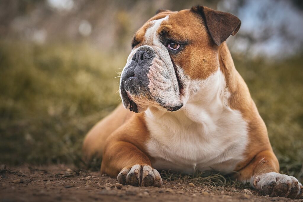 Best Dog Food for English Bulldogs