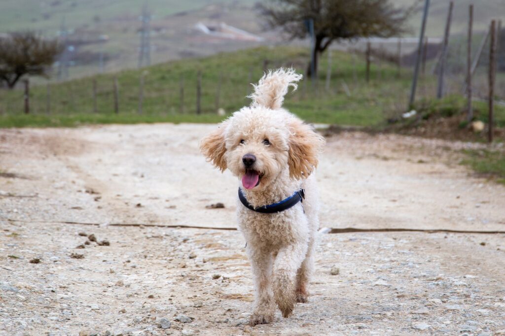 Best Dog Food For Goldendoodles