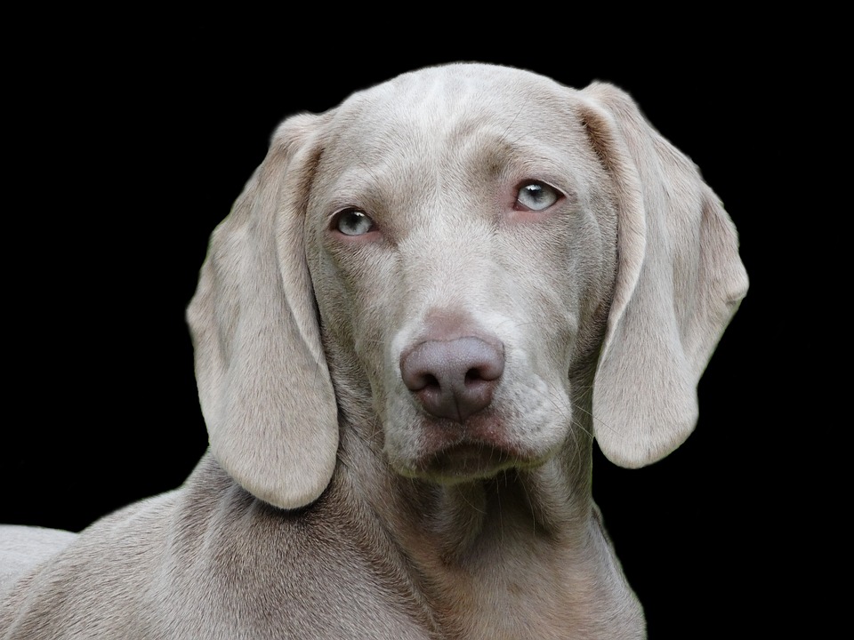 Best Large Breed Dog Food