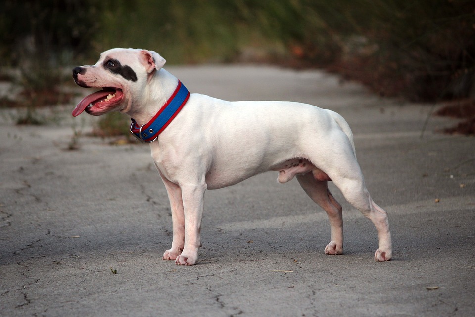 Best Dog Foods for American Staffordshire Terriers