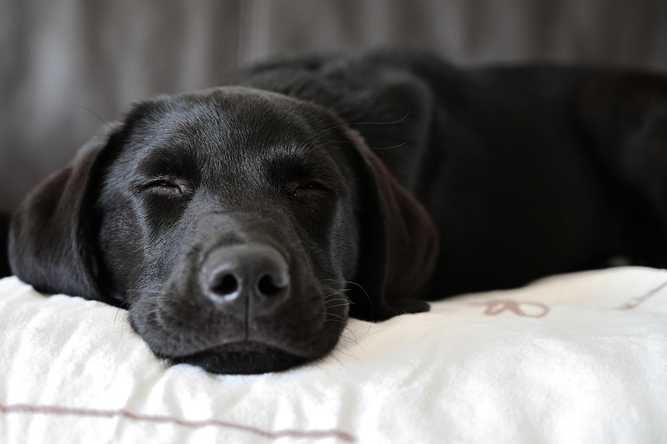 Best Dog Food For Gassy Dogs