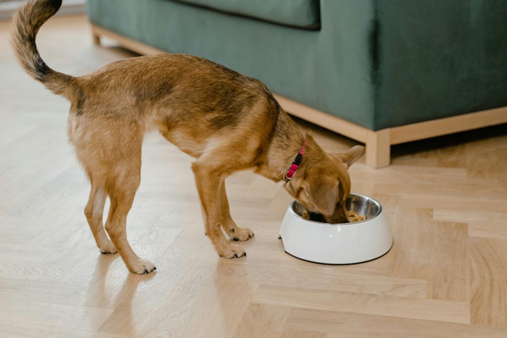 Best Dog Food Toppers