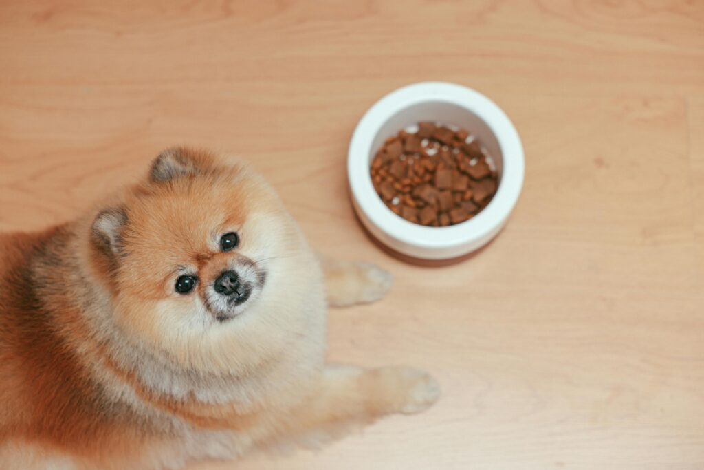 Best Cheap Dog Food